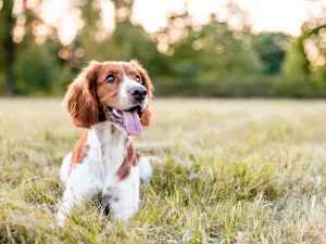 dog 