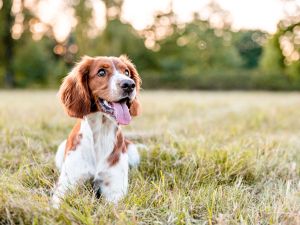 Shutterstock dog