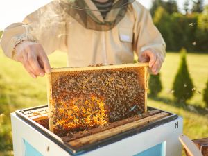 Shutterstock beekeeping