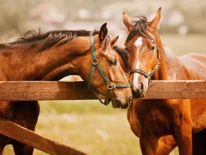 Army horses
