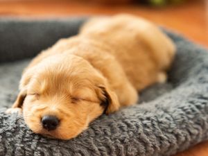 Shutterstock  Golden retriever