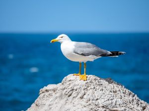 Shutterstock Seagull