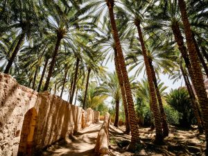 Shutterstock Date palms