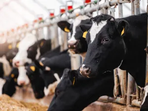 cows 