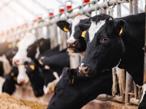 Shutterstock cows