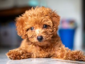 Shutterstock poodle