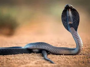 تفسير حلم ثعبان يخرج من الدولاب في المنام بجميع تفاصيله
