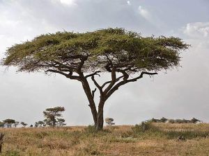 تفسير حلم سحر معلق في شجرة للعزباء وللمتزوجة