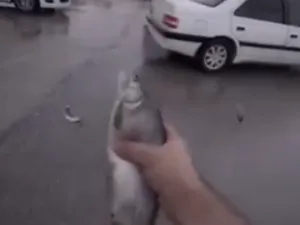 Iran