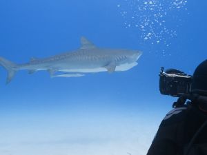 Conservationists are protecting the ocean with help from an unusual partner