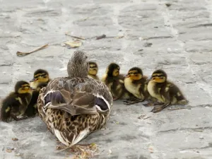 Duck 