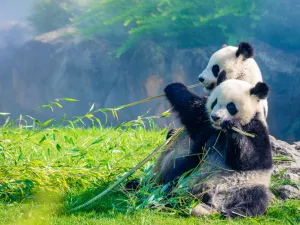 pandas 