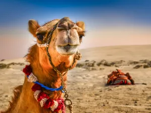 camel