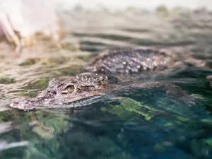 alligator 