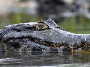 Shutterstock alligator