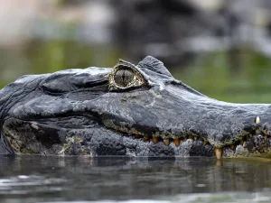 alligator 