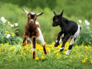 goat 