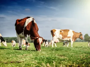 dairy farm