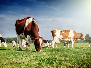 Shutterstock dairy farm