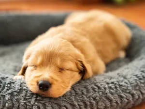 puppy 