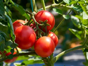 Tomato 