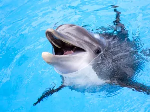 dolphin