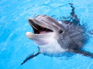 Shutterstock dolphin