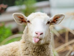 Syrians sheep get plastic surgery, botox, reason is shocking?