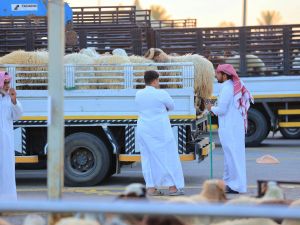 أضاحي السعودية