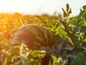 ما تفسير رؤية البطيخ في المنام؟