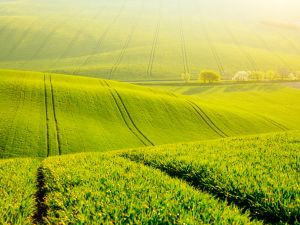 agriculture