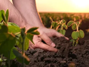 fertilizer company