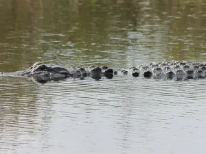 alligator