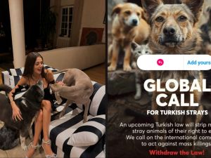 Hande Erçel decries Turkish law on stray animals