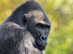 gorillas