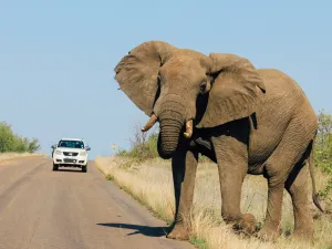 Elephant