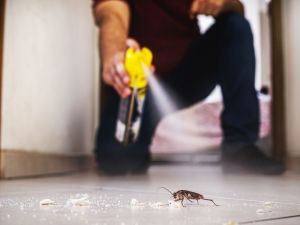 Insects