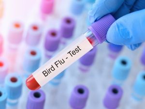 bird flu