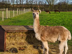 Llama