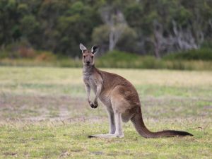 Kangaroo 