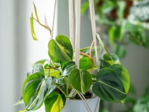 indoor plants