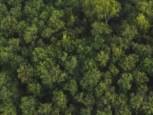 Samsung Electronics Releases 2024 Sustainability Report