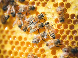 beehives