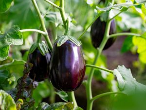 eggplant
