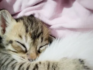 kitten 