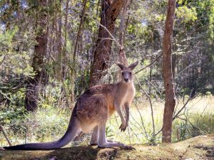 kangaroo