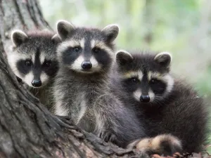 raccoons 