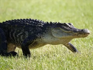 alligator 
