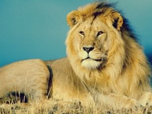 لحظة سقوط الأسد وتدحرجه على الأرض