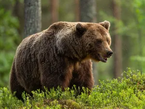 Bear